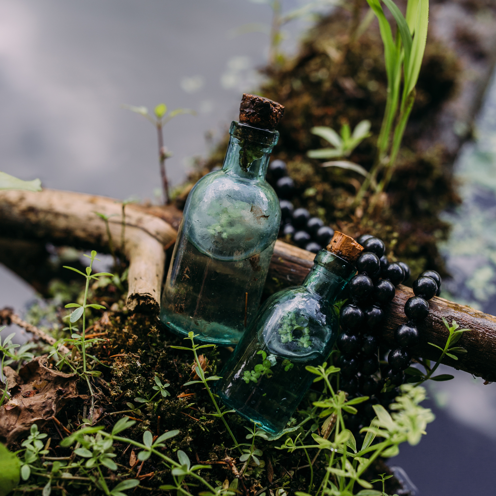 Elderberry Tincture