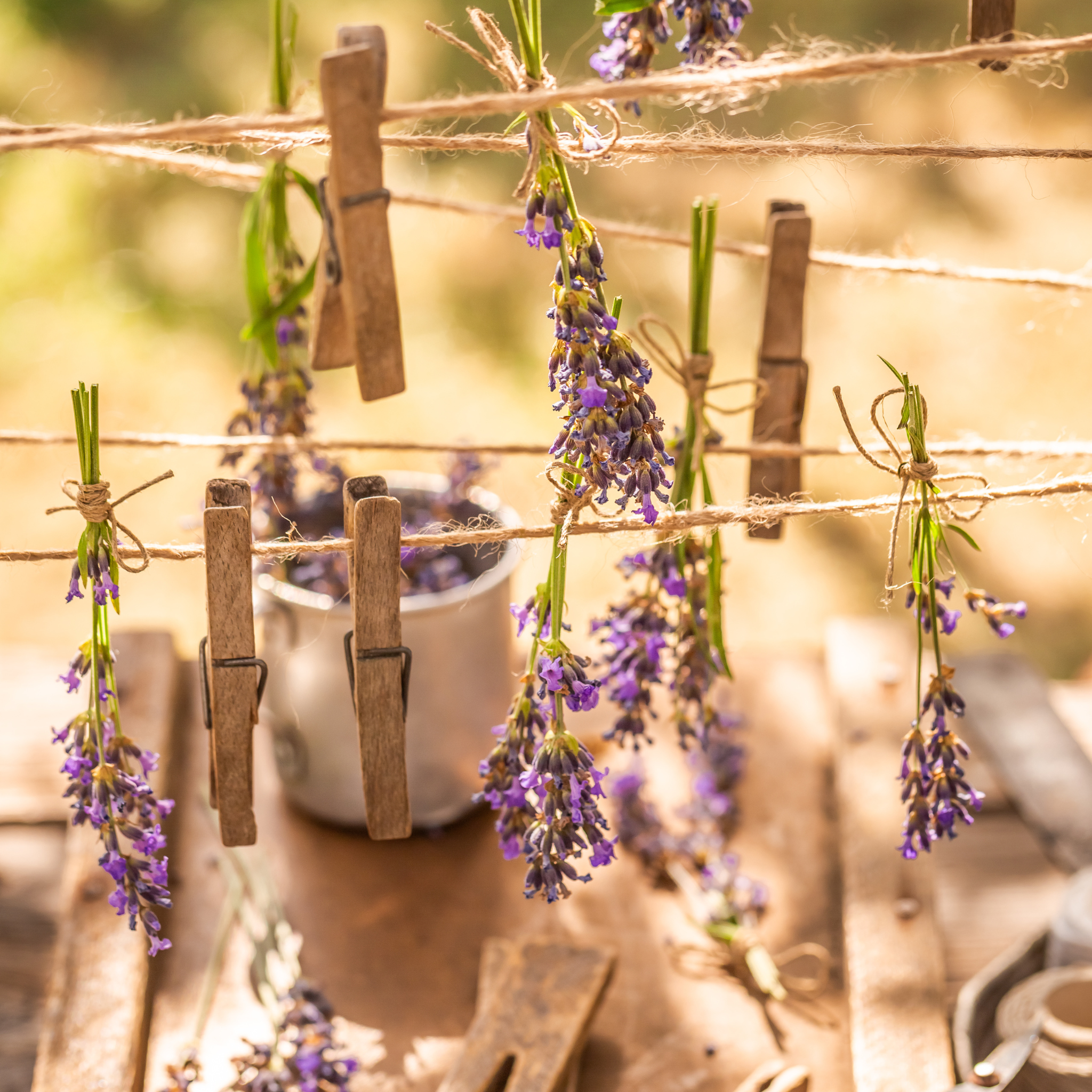Lavender Shea Butter